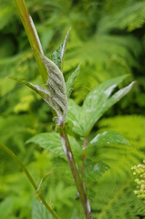 Podosphaera spiraeae