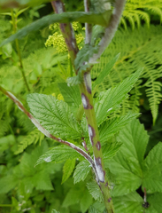 Podosphaera spiraeae
