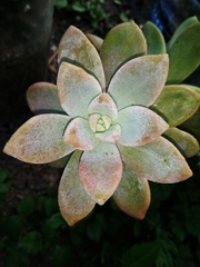 Graptoveria opalina