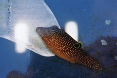 Canthigaster petersii