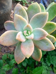 Graptoveria opalina
