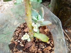 Graptoveria opalina
