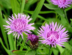 Centaurea