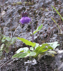 Cirsium purpuratum