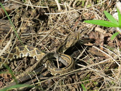 Crotalus ehecatl