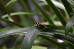 Catonephele mexicana