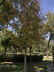 Liquidambar styraciflua