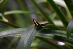 Catonephele mexicana