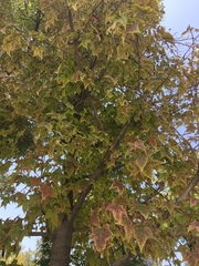 Liquidambar styraciflua