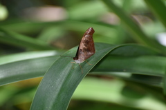 Catonephele mexicana