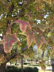 Liquidambar styraciflua