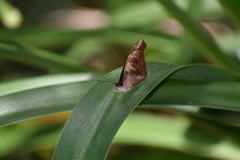 Catonephele mexicana