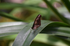 Catonephele mexicana