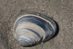 Mactrinae