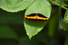 Catonephele mexicana