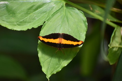 Catonephele mexicana