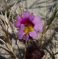 Erythranthe rhodopetra
