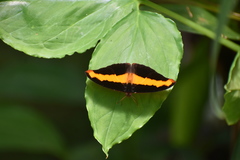 Catonephele mexicana