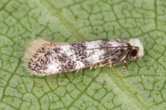 Infurcitinea finalis