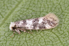 Infurcitinea finalis