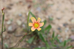 Moraea karroica
