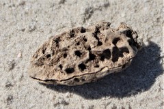 Sacoglottis amazonica