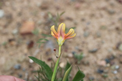 Moraea karroica