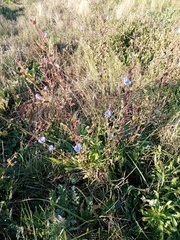 Cichorium intybus