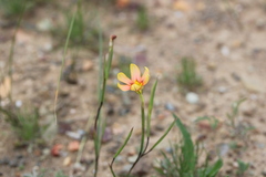 Moraea karroica