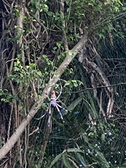 Trichonephila clavipes image