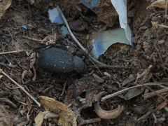 Trachyderma philistina