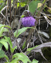 Cirsium purpuratum