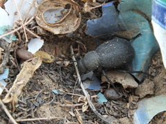 Trachyderma philistina