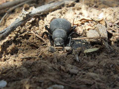 Trachyderma philistina