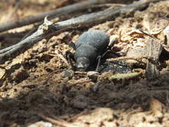 Trachyderma philistina