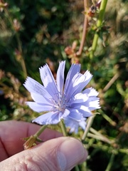 Cichorium intybus