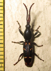 Orfilaia vulsellata