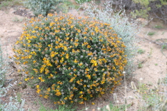 Hirpicium
