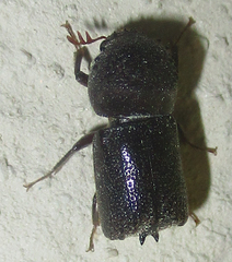 Sinoxylini