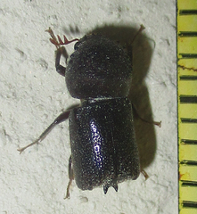 Sinoxylini