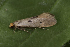 Tinea trinotella