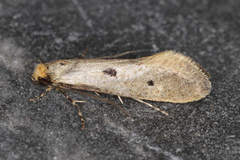 Tinea trinotella