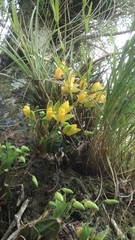 Lycaste aromatica