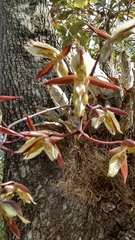 Catasetum laminatum