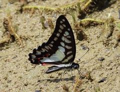 Graphium evemon eventus