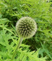 Echinops exaltatus