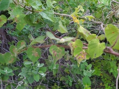 Ipomoea suaveolens