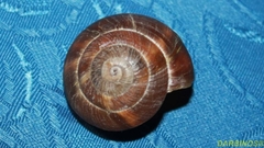 Zonites euboeicus