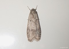 Semioscopis inornata