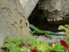 Sceloporus formosus
